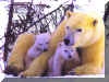 polar bear with 2 baby polar bears nice free winter pic