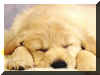 cute golden retriever puppy wallpaper for you to download