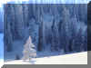 Nice winter wallpaper snoe cover pine trees