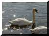 swan wallpaper in lake