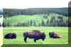 Click here for a free buffalo wallpaper