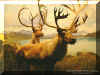 Nice Deer Wallpaper might be elk hugh rack