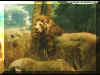Nice Lion wallpaper the king of the jungle and a couple tigers